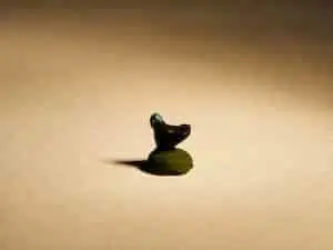 Dindon de 1 cm